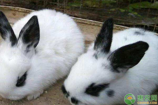 熊猫兔的养殖方法和注意事项-图片版权归惠农网所有