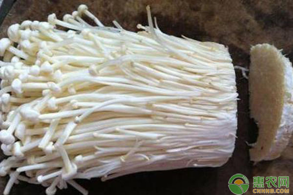 金针菇如何栽培？金针菇种植时间和方法-图片版权归惠农网所有