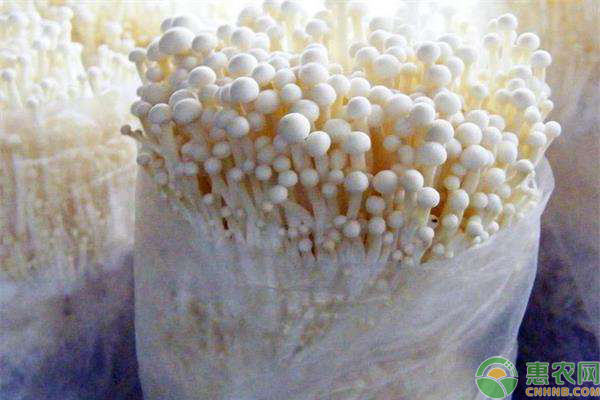 金针菇如何栽培？金针菇种植时间和方法-图片版权归惠农网所有