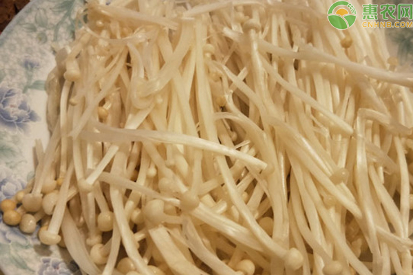 金针菇栽培技术-图片版权归惠农网所有