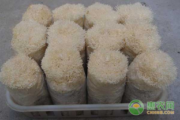 金针菇反季节栽培管理要点 金针菇反季节栽培管理要点-图片版权归惠农网所有