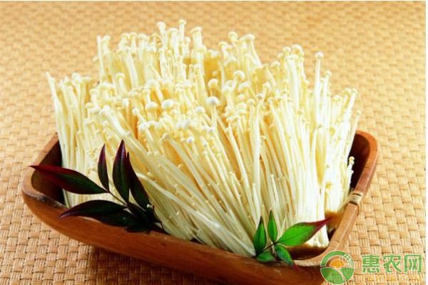金针菇种植如何实现高产？金针菇高产栽培技术要点-图片版权归惠农网所有