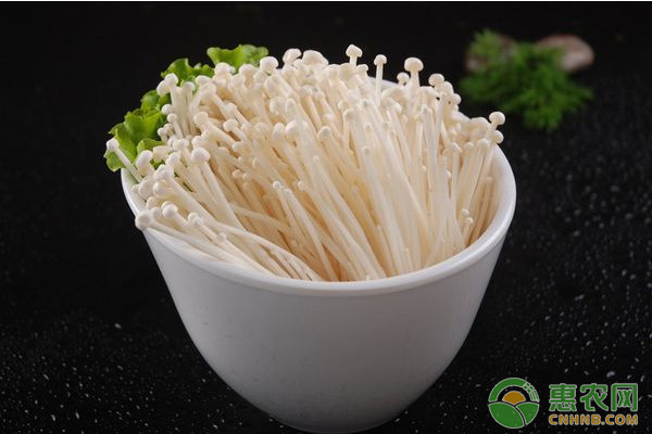 金针菇种植如何实现高产？金针菇高产栽培技术要点-图片版权归惠农网所有