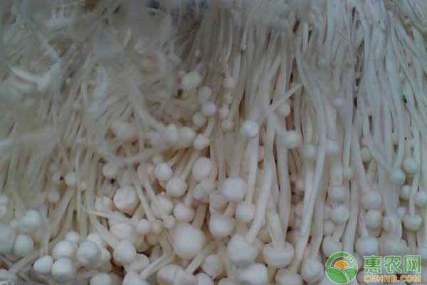 金针菇怎么种植？金针菇新栽培技术详解-图片版权归惠农网所有