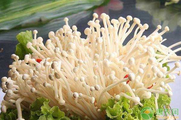 金针菇怎么种植？金针菇新栽培技术详解-图片版权归惠农网所有