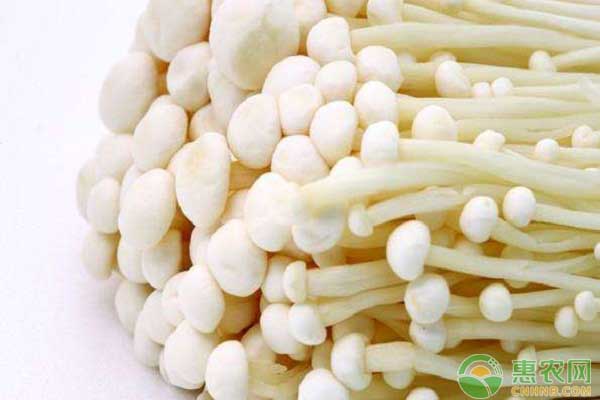 金针菇怎么种植？金针菇新栽培技术详解-图片版权归惠农网所有