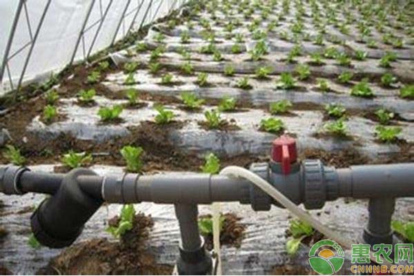 滴灌技术在农业中的应用-图片版权归惠农网所有