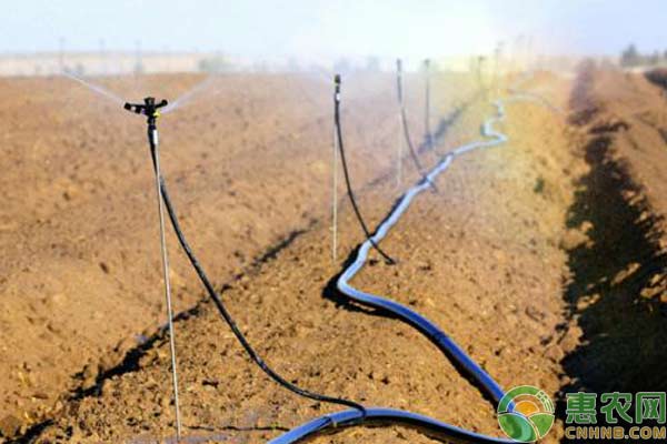 滴灌技术在农业中的应用-图片版权归惠农网所有