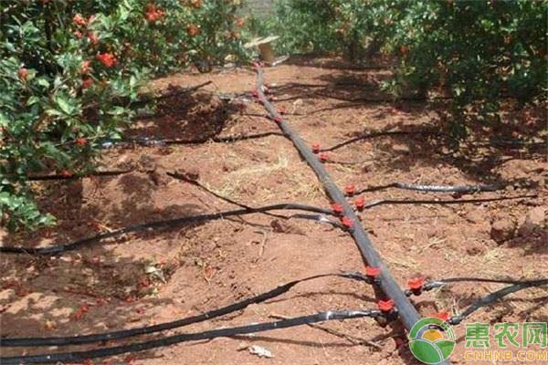 滴灌技术在农业中的应用-图片版权归惠农网所有