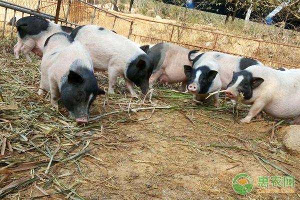 小香猪养殖技术-图片版权归惠农网所有