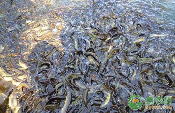 养泥鳅需要什么条件？-图片版权归惠农网所有