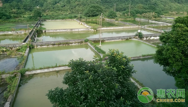 养泥鳅需要什么条件？-图片版权归惠农网所有