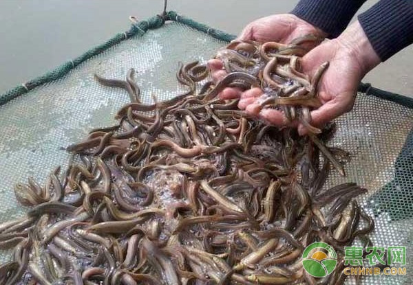养泥鳅需要什么条件？-图片版权归惠农网所有