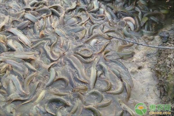 大棚泥鳅的养殖方法和注意事项-图片版权归惠农网所有