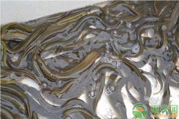 大棚泥鳅的养殖方法和注意事项-图片版权归惠农网所有