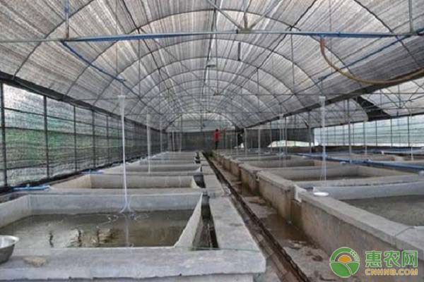 大棚泥鳅的养殖方法和注意事项-图片版权归惠农网所有