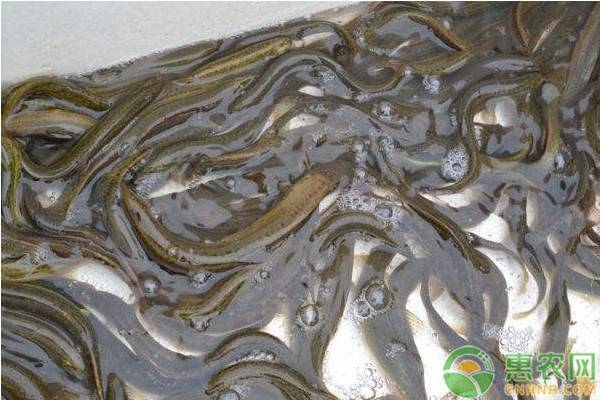 小泥鳅养殖技术方法-图片版权归惠农网所有