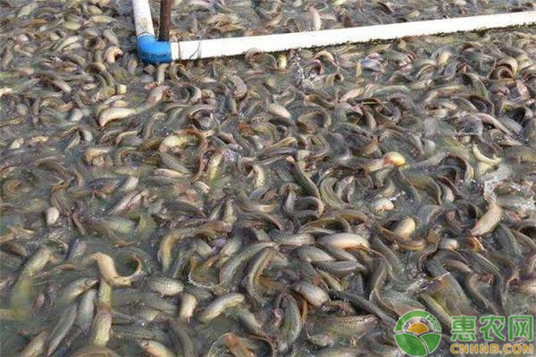 池塘泥鳅养殖技术和注意事项-图片版权归惠农网所有