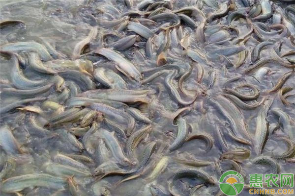 池塘泥鳅养殖技术和注意事项-图片版权归惠农网所有