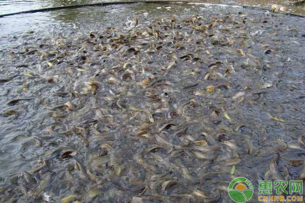 池塘泥鳅养殖技术和注意事项-图片版权归惠农网所有