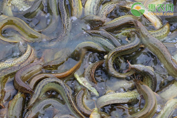 人工养泥鳅怎么养殖？-图片版权归惠农网所有