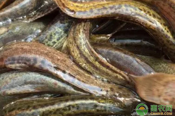 人工养泥鳅怎么养殖？-图片版权归惠农网所有