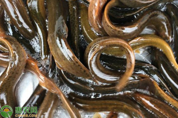 人工养泥鳅怎么养殖？-图片版权归惠农网所有