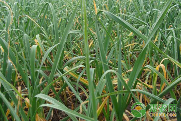 怎样种大蒜?-图片版权归惠农网所有