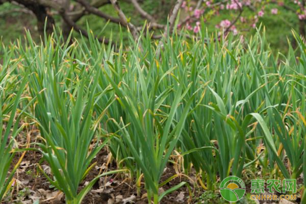 怎样种大蒜?-图片版权归惠农网所有