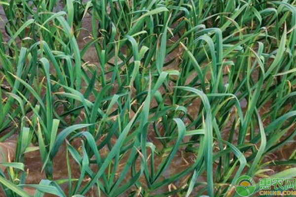 大蒜怎么种?-图片版权归惠农网所有