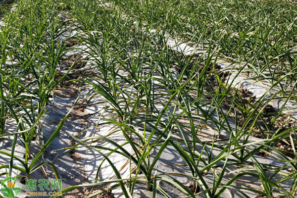大蒜怎么种?-图片版权归惠农网所有