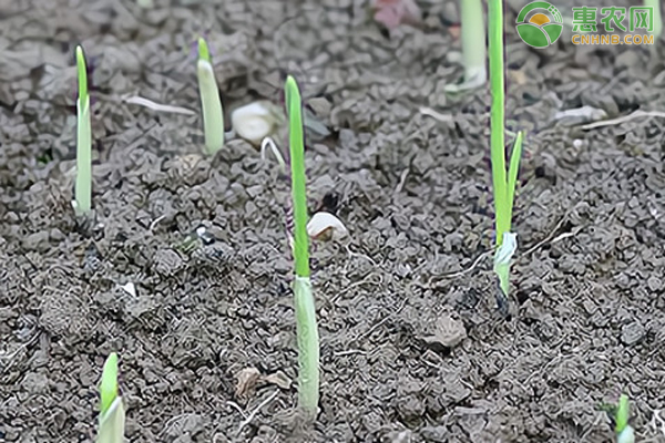 大蒜怎么种?-图片版权归惠农网所有