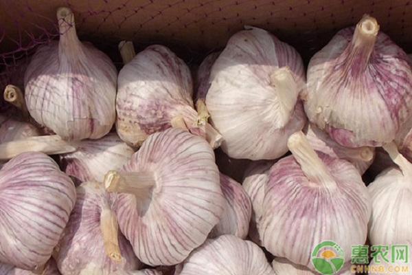 什么时候种蒜最佳时间？-图片版权归惠农网所有