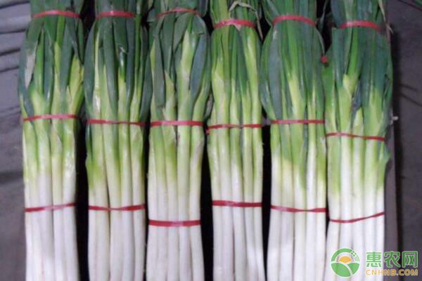 大葱种植如何实现高产？老菜农说苗期管理和定植不能少！-图片版权归惠农网所有