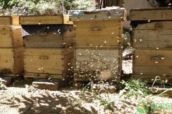 农村蜜蜂养殖：土蜜蜂高效养殖技术！-图片版权归惠农网所有