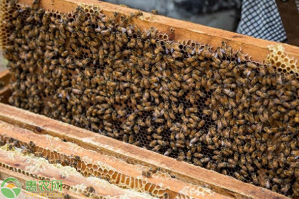 蜜蜂的养殖技术-图片版权归惠农网所有