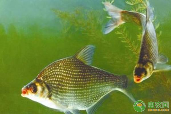 提高鳊鱼产量的养殖技术有哪些？-图片版权归惠农网所有
