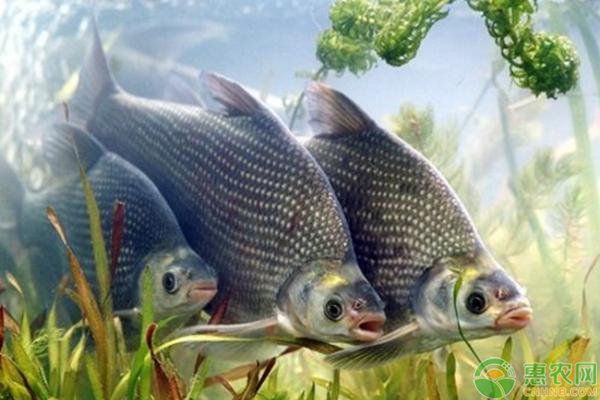 提高鳊鱼产量的养殖技术有哪些？-图片版权归惠农网所有