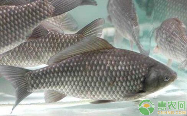 水产养殖冬季鳊鱼养殖管理的技术-图片版权归惠农网所有
