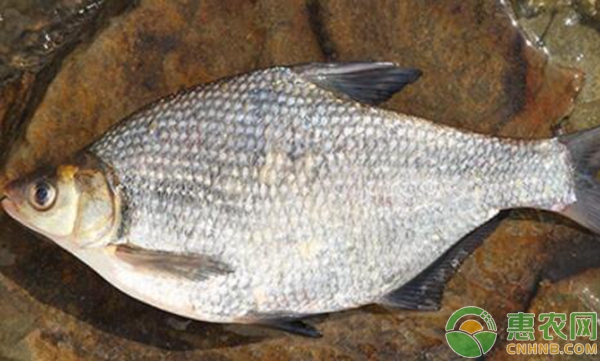 池塘鳊鱼高密度养殖技术-图片版权归惠农网所有