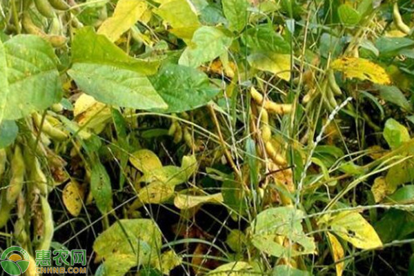 黄豆种植方法及种植时间-图片版权归惠农网所有