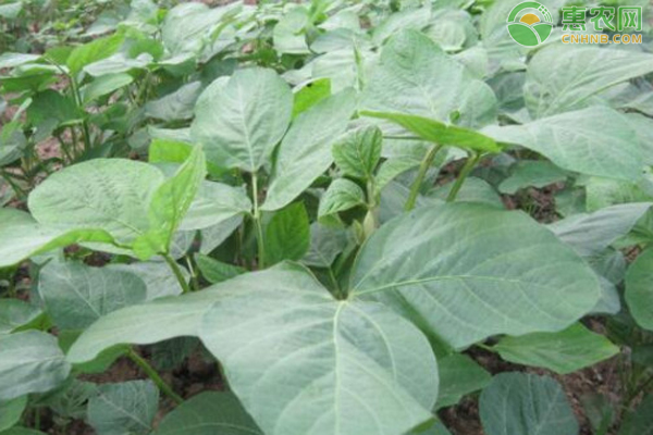 黄豆种植方法及种植时间-图片版权归惠农网所有