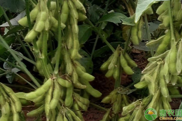 黄豆种植方法及种植时间-图片版权归惠农网所有