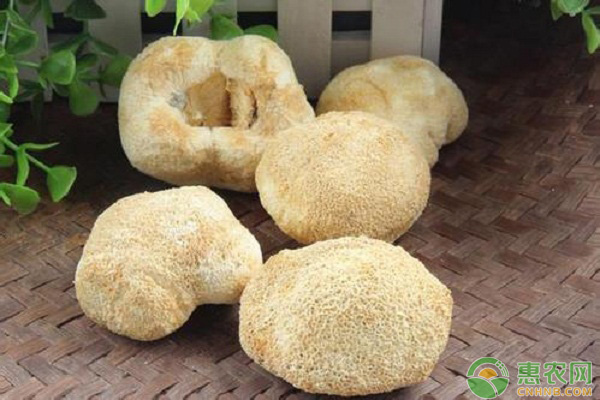 猴头菇怎么栽培？猴头菇的具体栽培步骤解析-图片版权归惠农网所有
