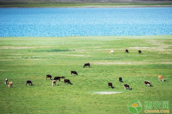 关于常见牛羊疫病综合防控措施-图片版权归惠农网所有