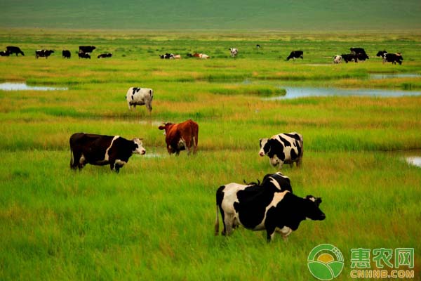 关于常见牛羊疫病综合防控措施-图片版权归惠农网所有