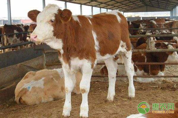 牛四季的常见疾病及防病措施-图片版权归惠农网所有