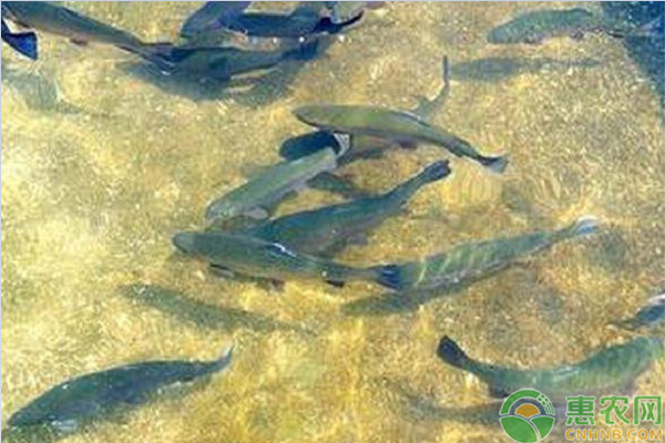 青鱼养殖要点及注意事项-图片版权归惠农网所有