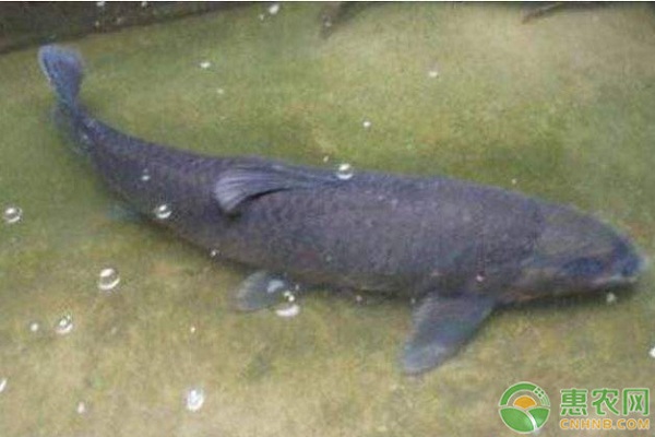 青鱼养殖要点及注意事项-图片版权归惠农网所有