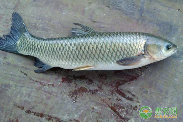 青鱼的养殖技术及管理要点-图片版权归惠农网所有